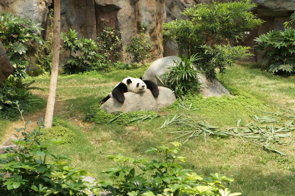white and black panda relaxing on rock