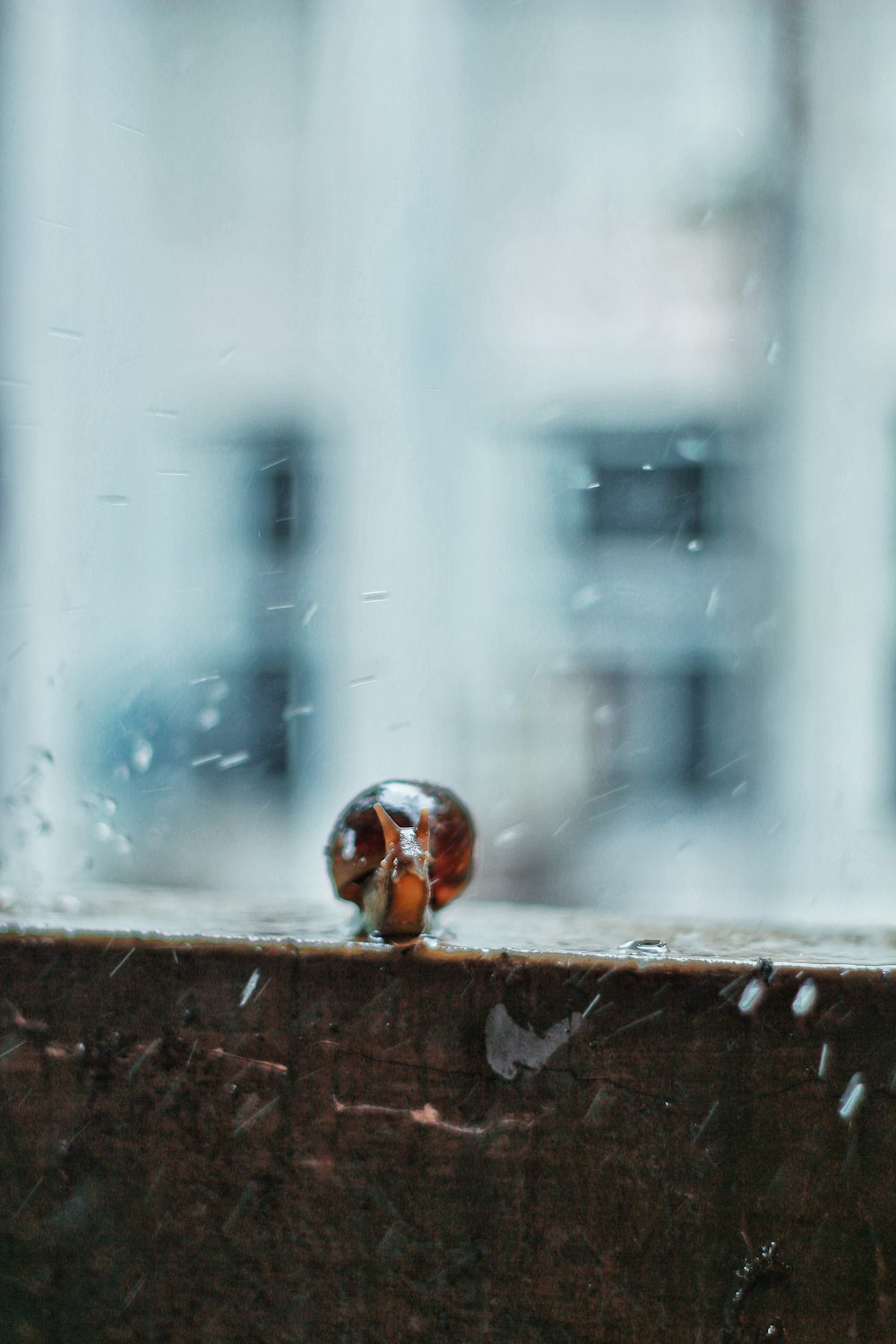 selective focus photograph of snail near window