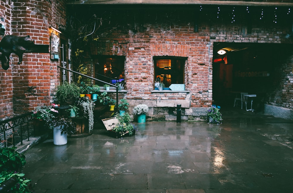 potted plants and vines outside brick house