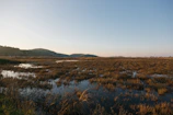 Juris Prokofjevs inspecting restored marsh meadows under a soft afternoon light.
