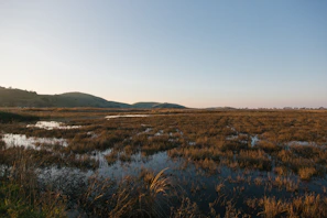 Juris Prokofjevs inspecting restored marsh meadows under a soft afternoon light.