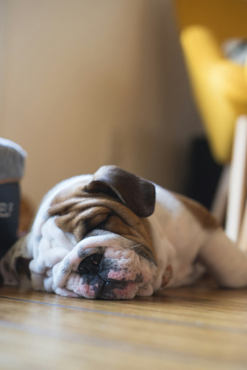 ショートコートの白と茶色の子犬