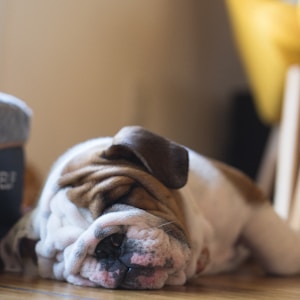 short-coated white and brown puppy