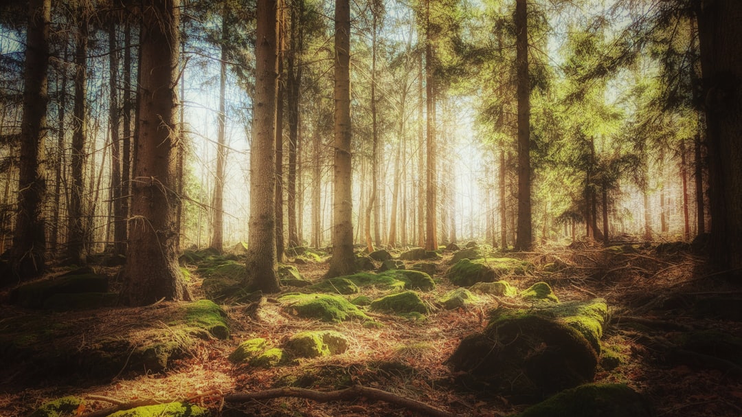 Forest photo spot Mount Ślęża Poland