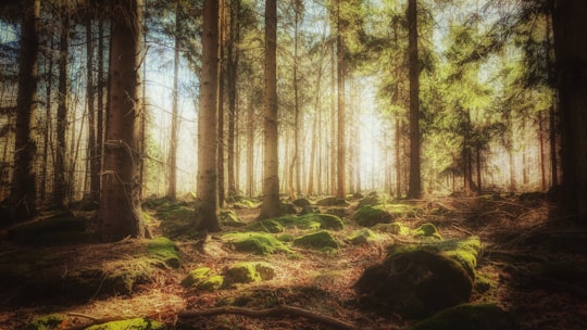 painting of trees in Mount Ślęża Poland