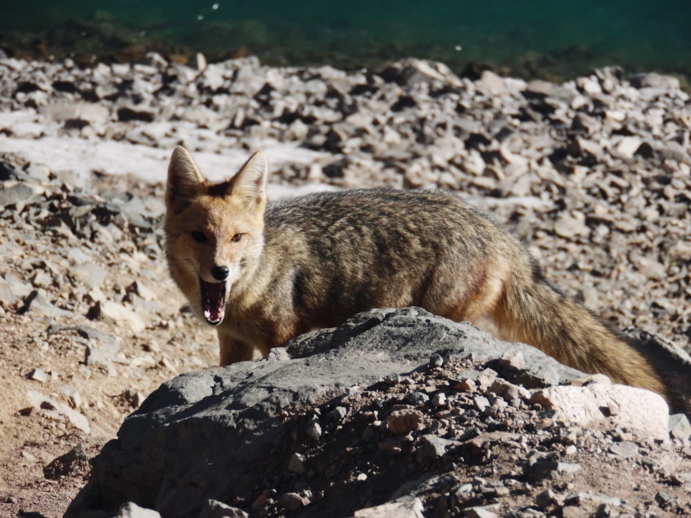 brown and black wolf