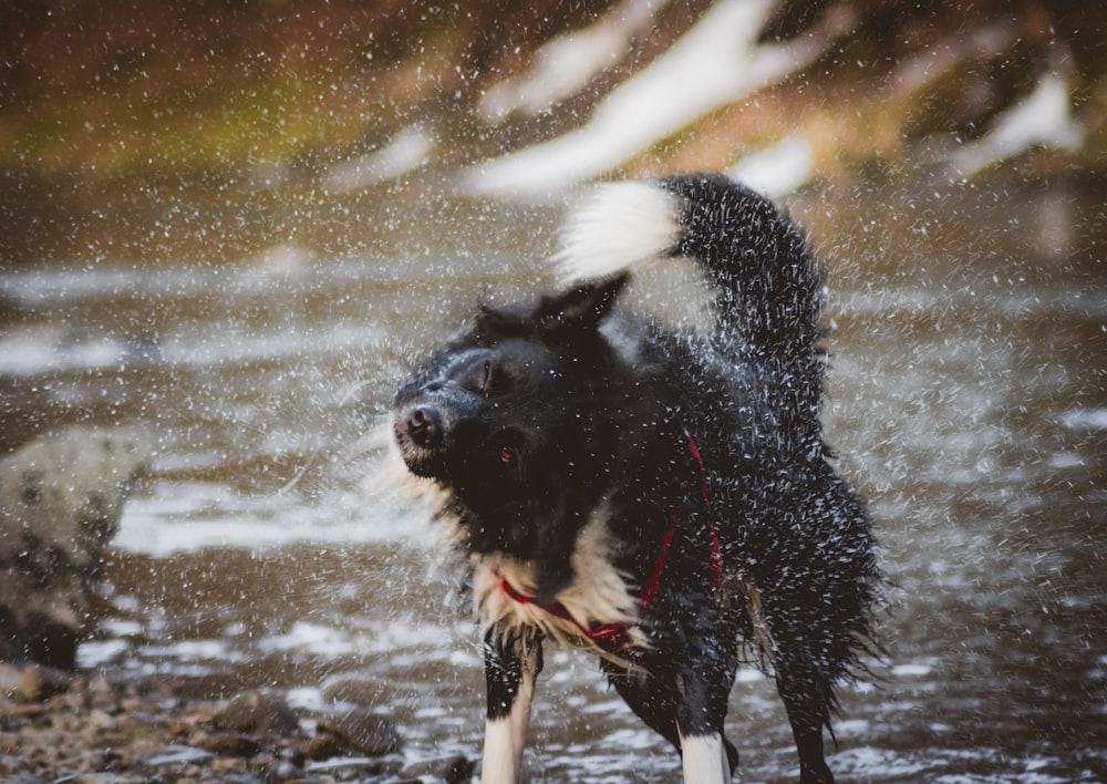 long-coated white and black dog standing beside river