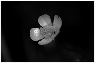 A close-up black and white photograph of a delicate flower petal with intricate textures.