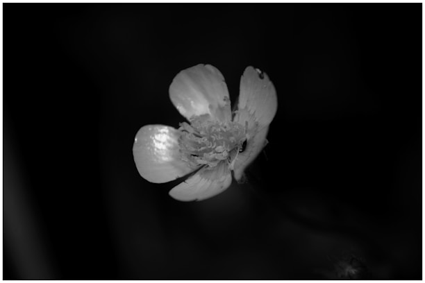 A close-up black and white photograph of a delicate flower petal with intricate textures.