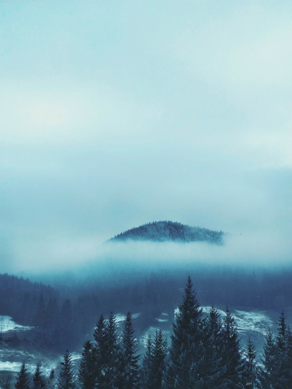 green pine tree in front of mountain