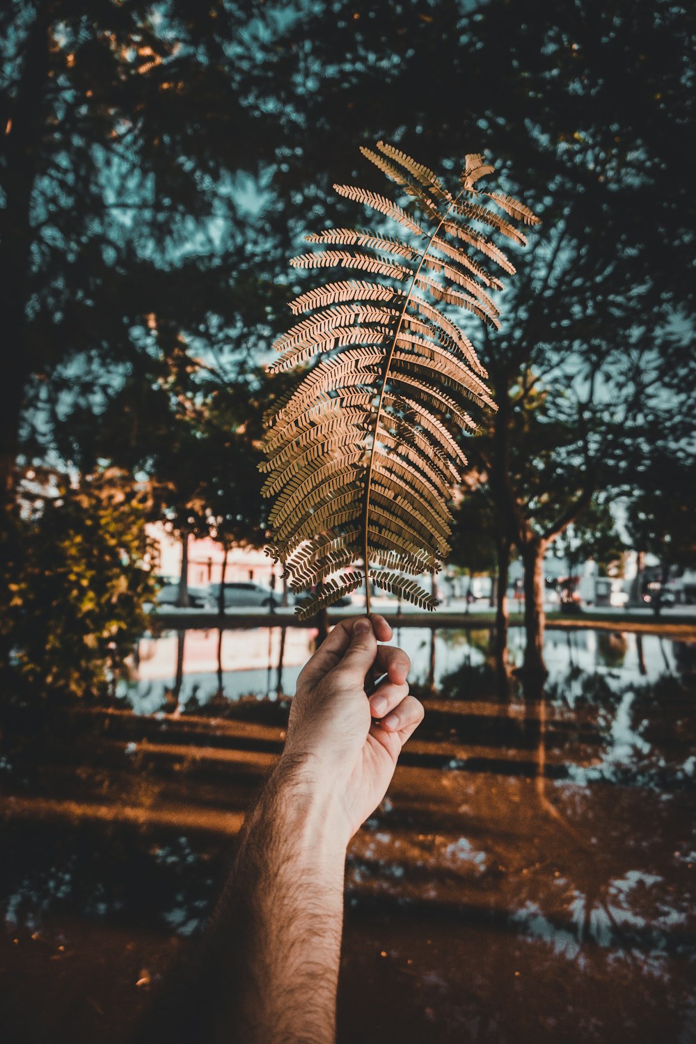 person holding a brown leaf