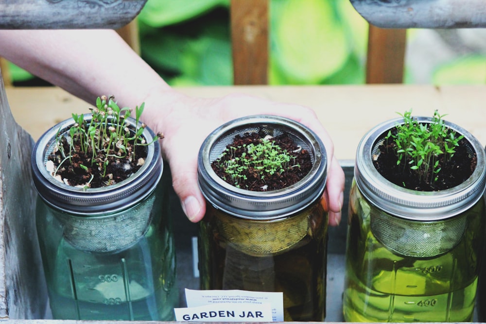 person holding three clear glass mason jars with sprouts during daytime