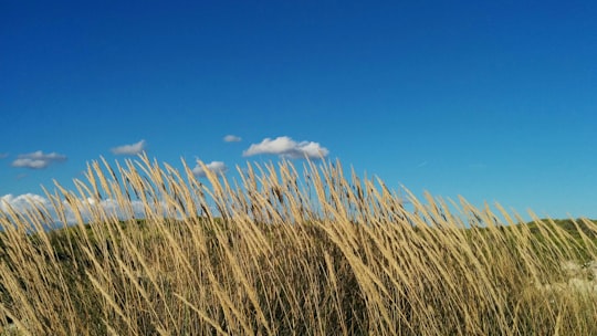 green grassland during daytime in Majorca Spain