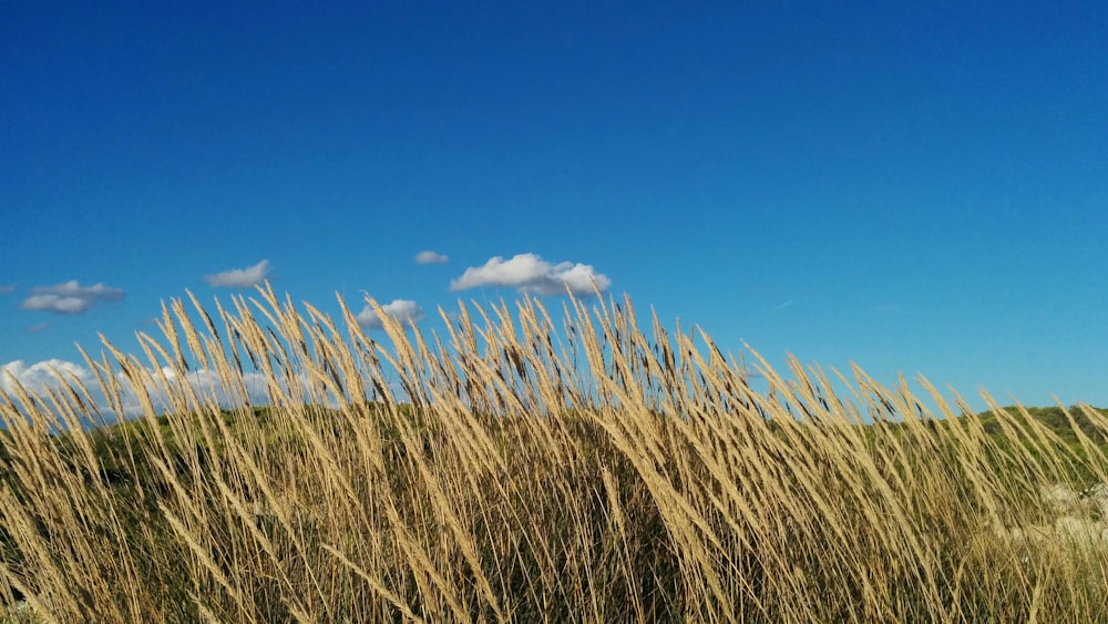 green grassland during daytime