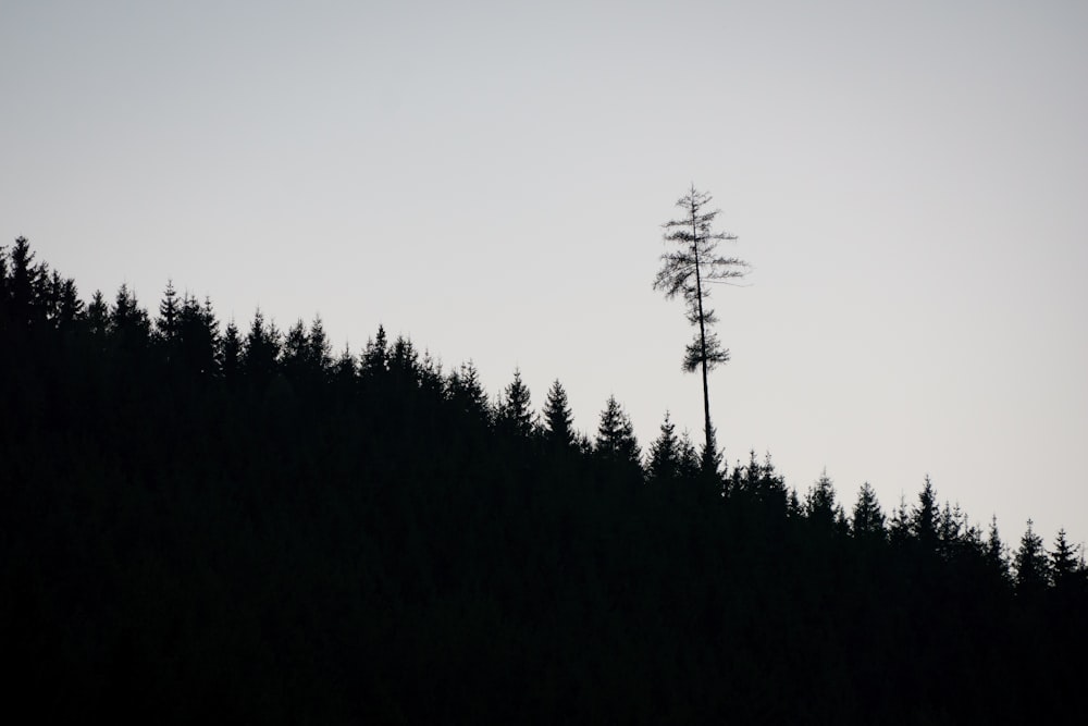 foto di silhouette di palme