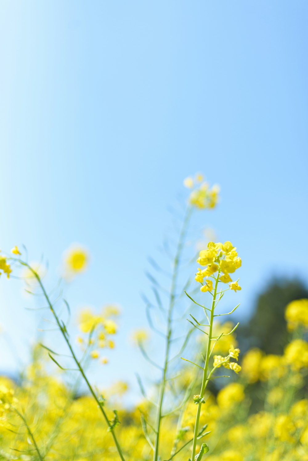 Selektive Fokusfotografie einer gelbblättrigen Blume am Tag