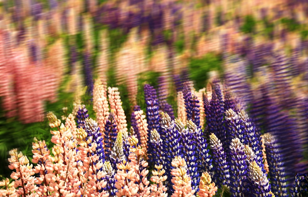 선택적 초점 사진의 라벤더 꽃밭