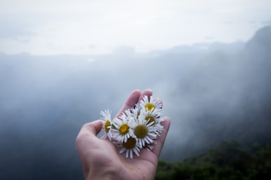 person holding daisies on top of mountain