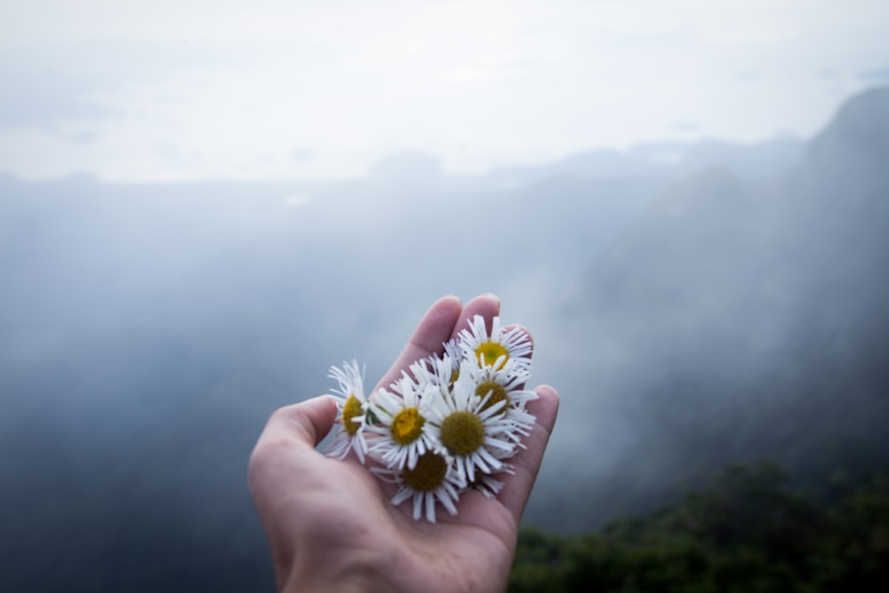 person holding daisies on top of mountain