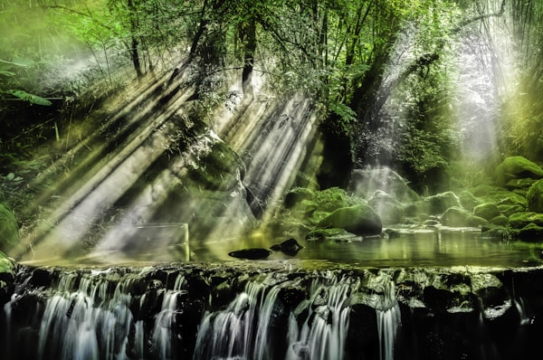 Longoz Forest