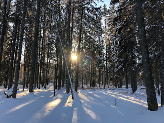 sun raise through trees in Pigeon Lake Canada