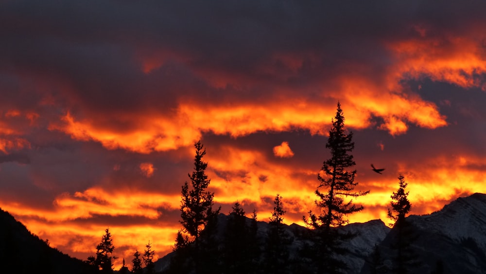 silhouette of trees under orange sky