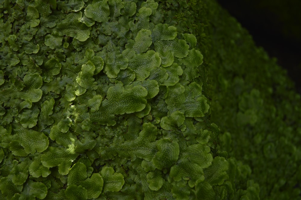 green leafed plant