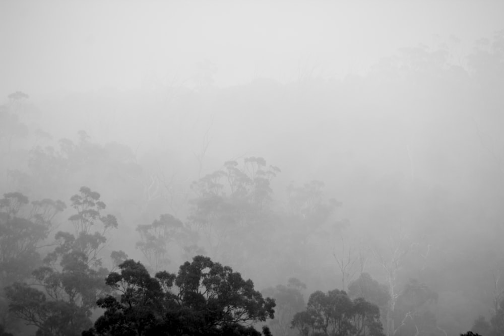 greyscale photo of trees