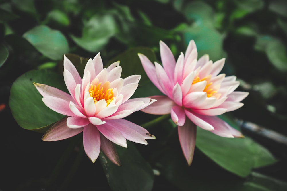 two pink flowers