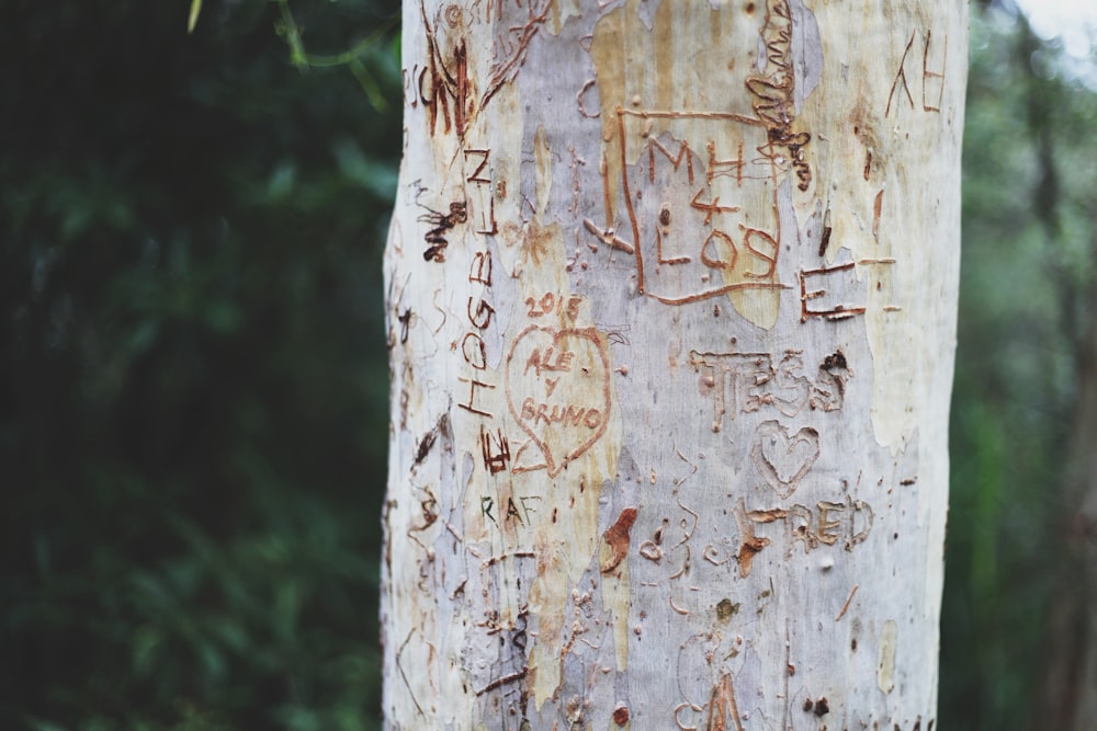 close view of tree bark with carvings