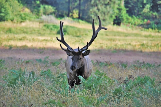 brown buck on green grass field in Prairie Creek Redwoods State Park United States