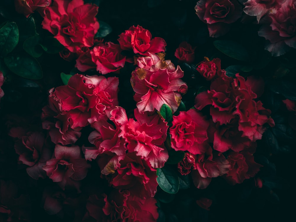 Fotografia a fuoco selettiva di fiori a grappolo rosa e rossi