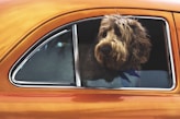 long-coated brown dog staring on vehicle window