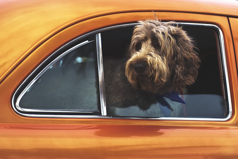 langhaariger brauner Hund starrt auf Fahrzeugfenster