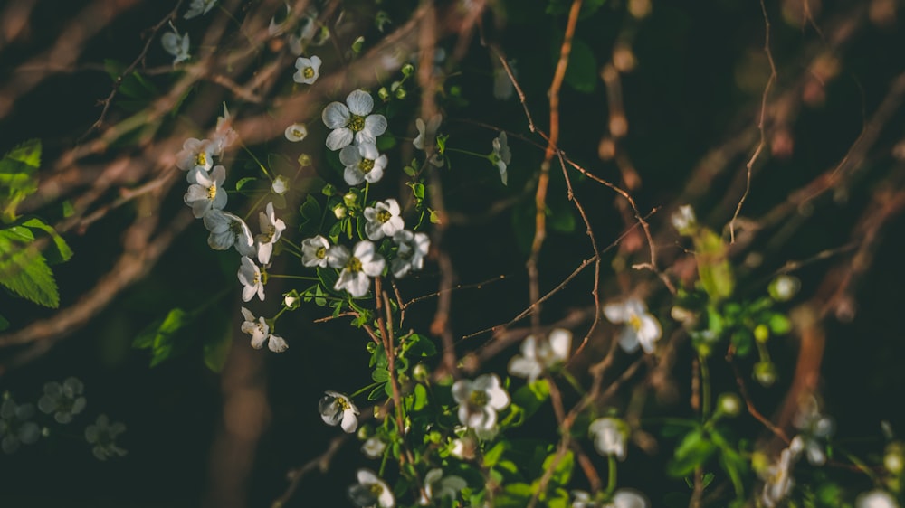 white petaled flower in focus photography