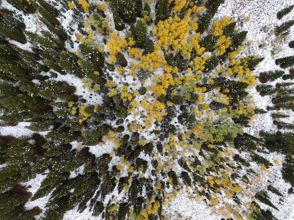 Fotografia de visão panorâmica de árvores altas de folhas verdes e amarelas