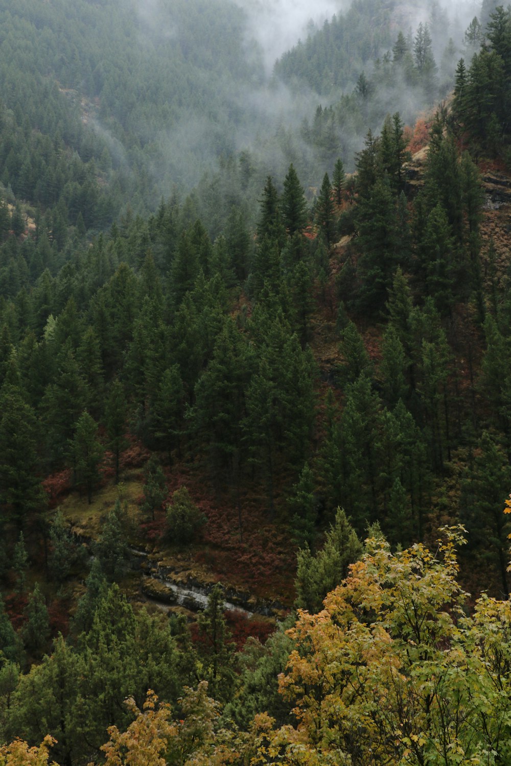 aerial view photography of trees