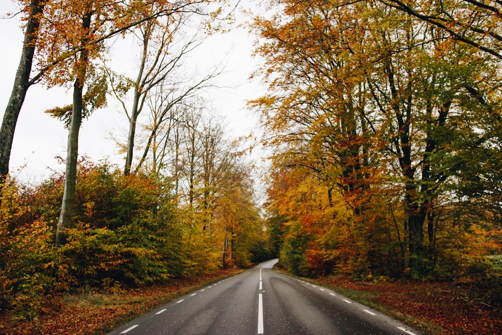 concrete road surrounded trees