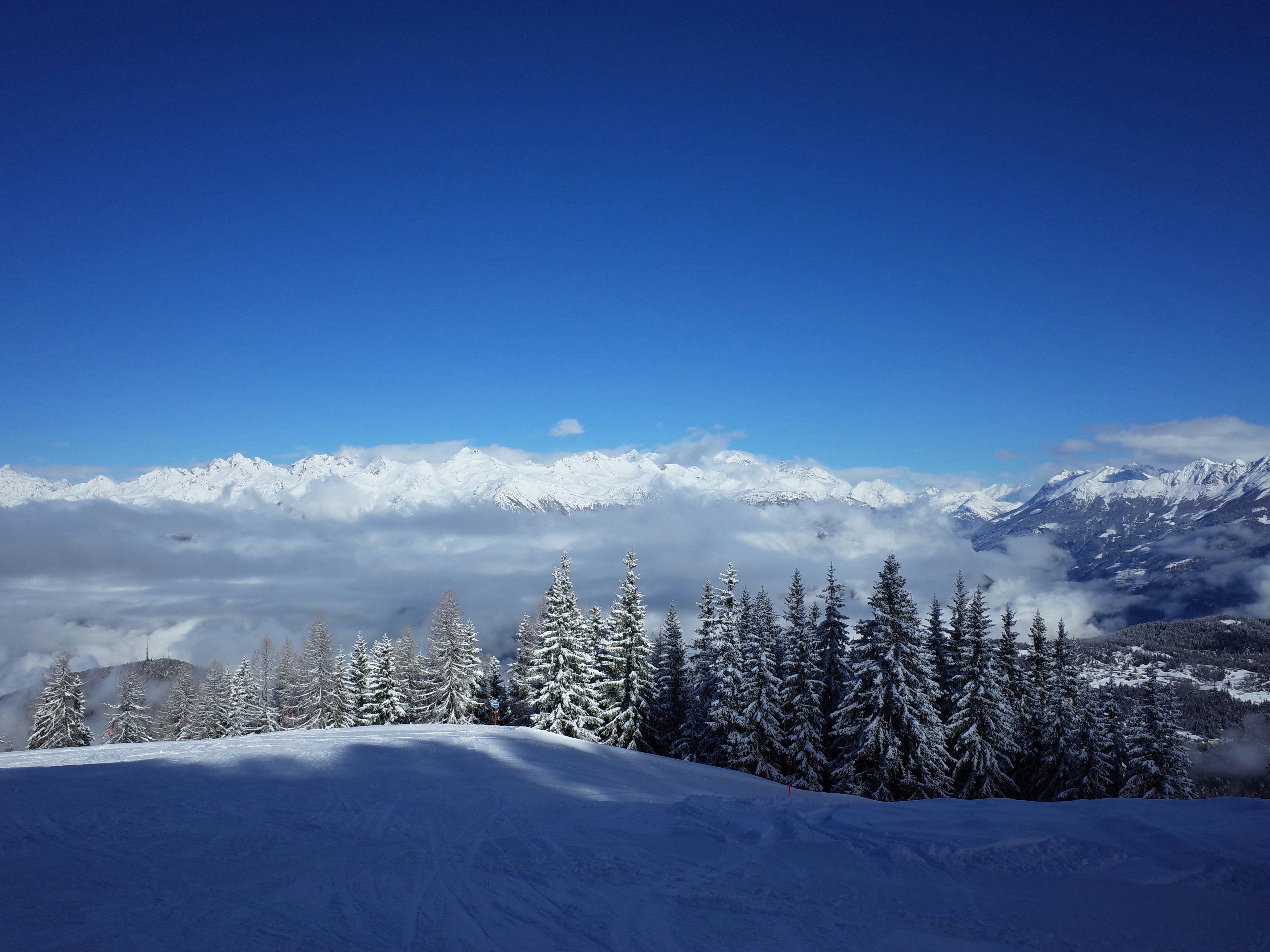 Schneebedeckte Bäume unter blauem Himmel