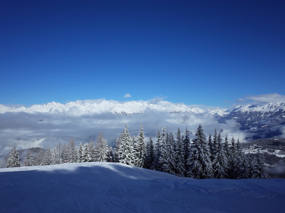 snow-capped trees under blue sky