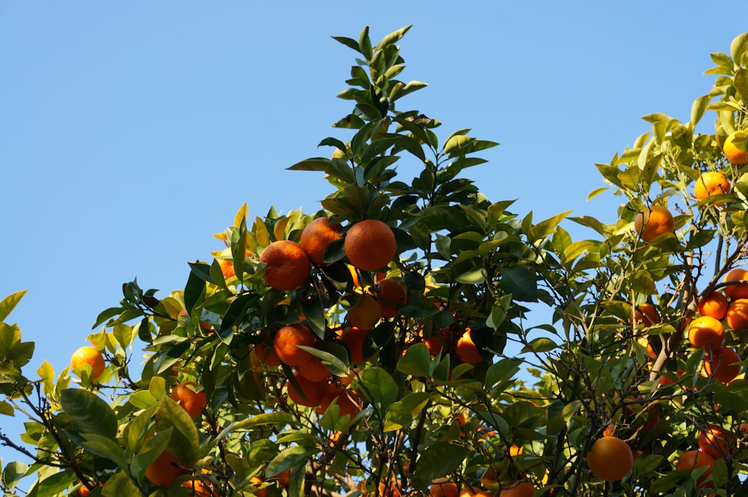 柳丁病蟲害防治 | 柑橘潛葉蛾危害 | 種植戶、愛好者必讀