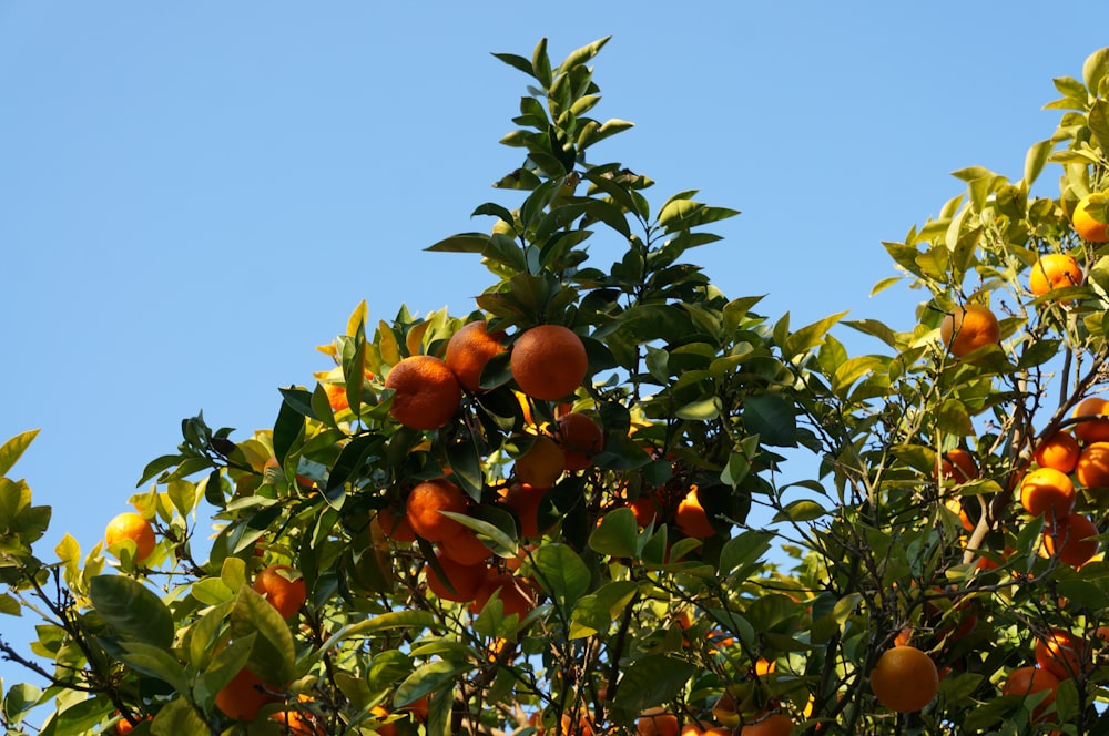 runde orangefarbene Frucht