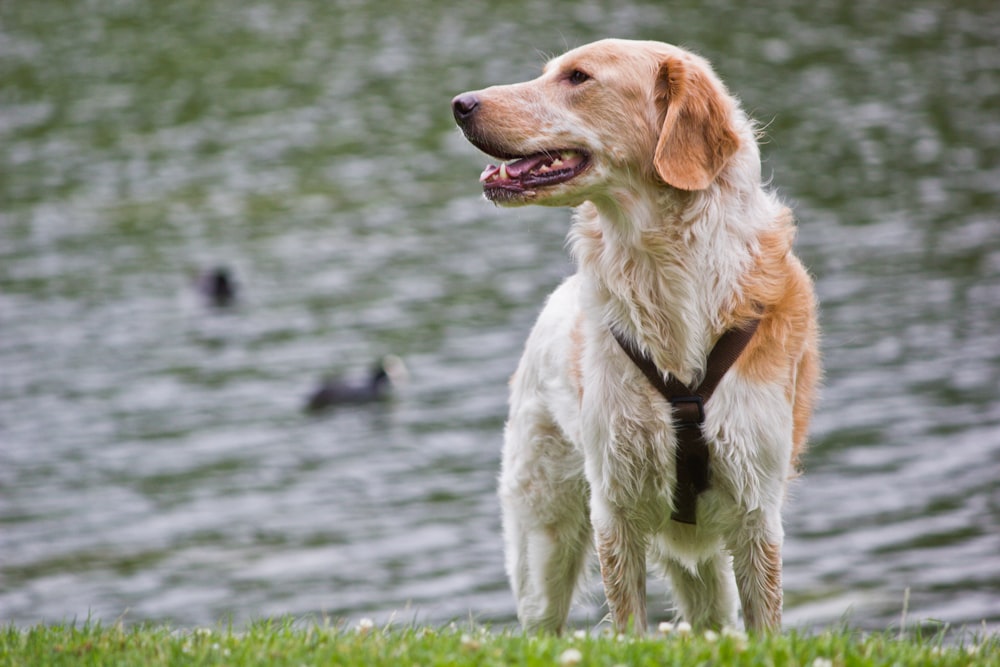 long-coated white and orange dog standing of grass field near body of water