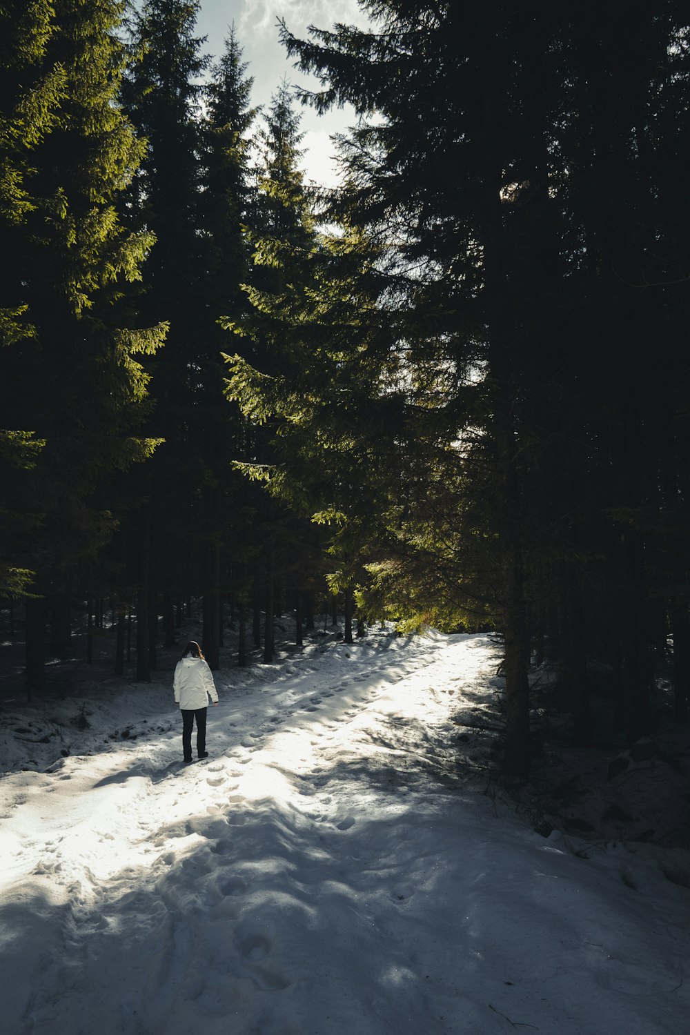 person walking on snow covered ground between green trees