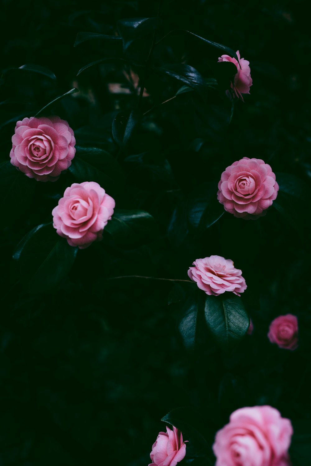 closeup photo of pink petaled flowers