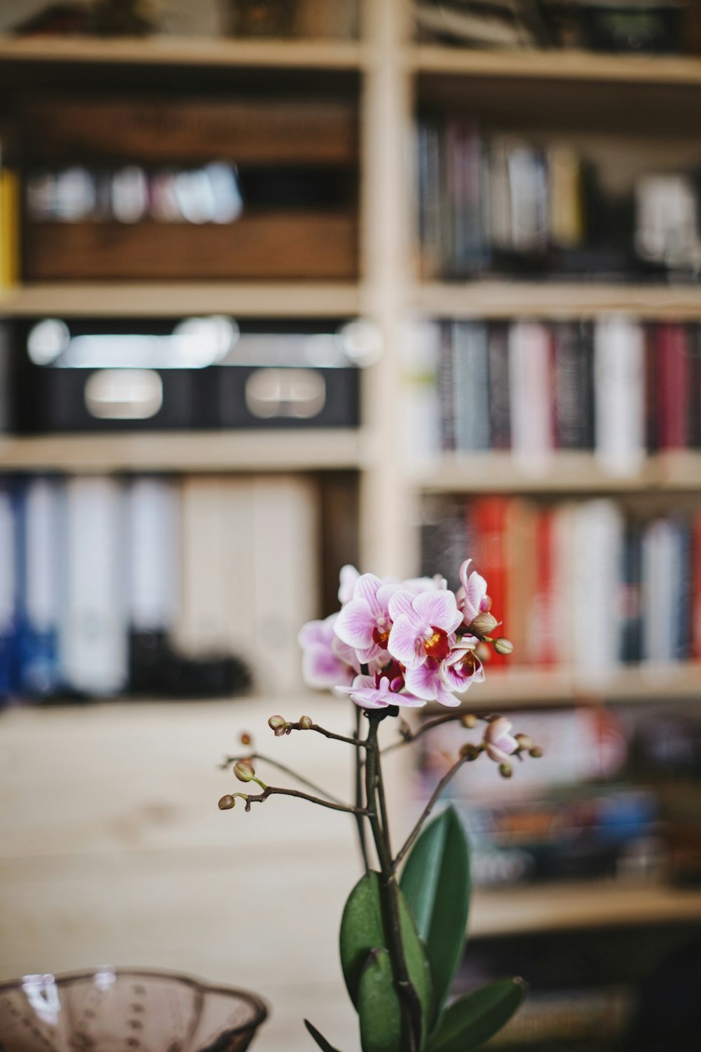 pink Orchids on surface