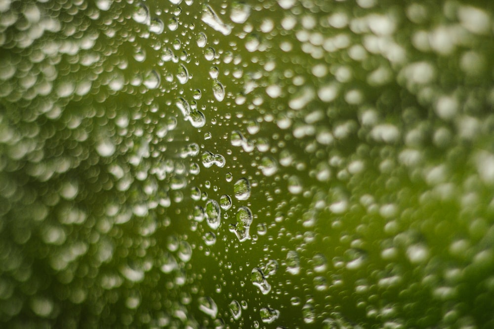 closeup photography of dew drops