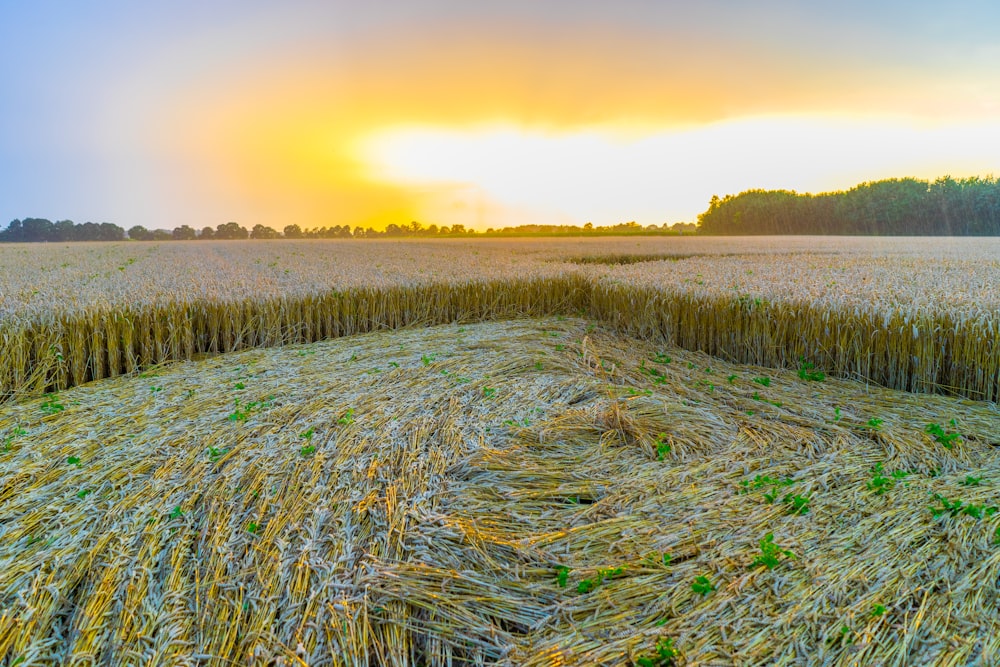 landscape photograph of wheat field