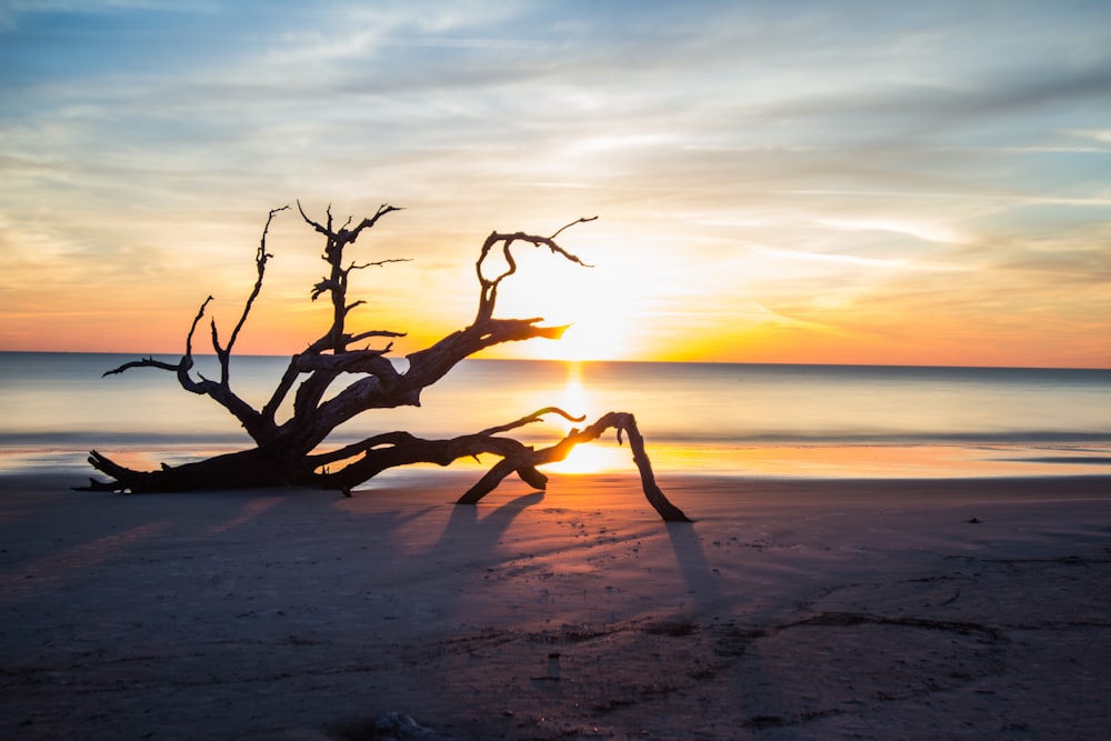 silhouette photography of driftwood on seashore