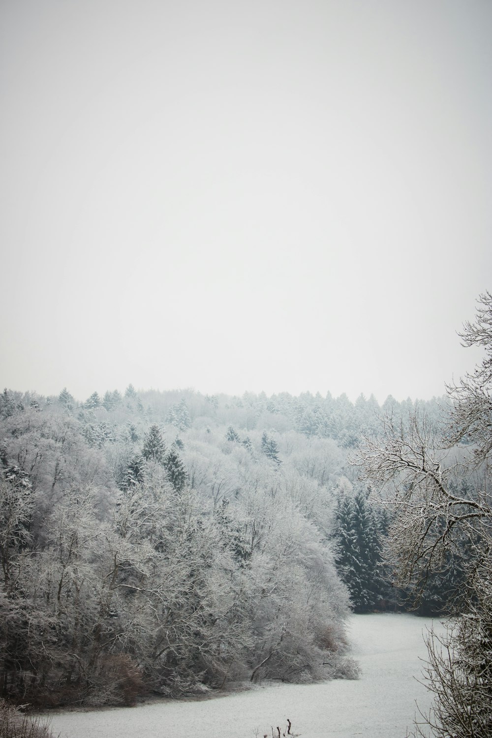 snow covered trees under white sky